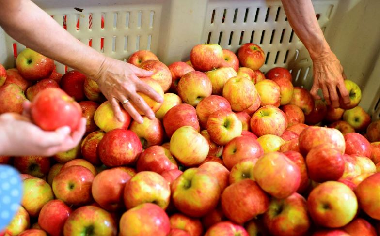 The Best Places To Go Apple Picking In The United States – LifeToGo